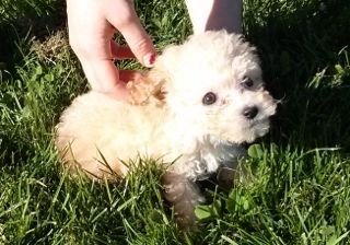 puppy.jpg